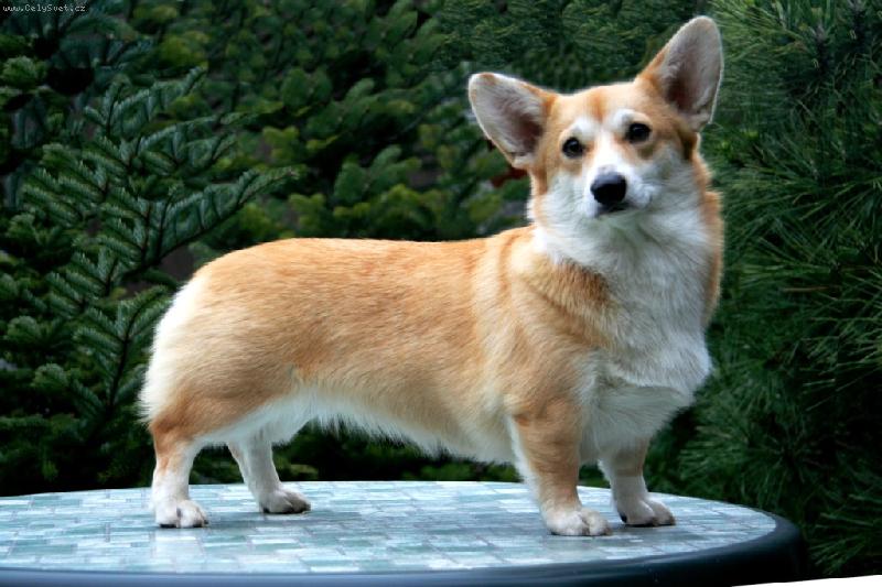 Foto: Dragonjoy na stolku-Ro�n� fenka - import z It�lie