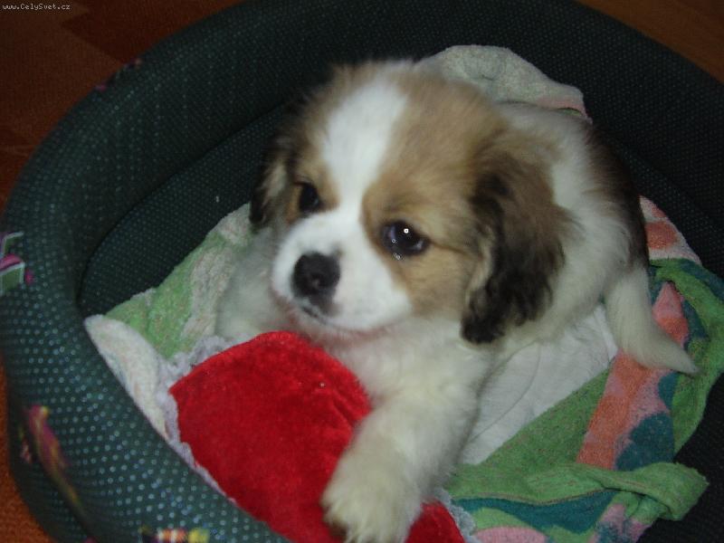 Foto: moje mal� chiquitka-fene�ka m� 10 t�dn�