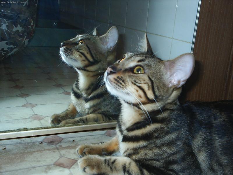 Foto: bengal-zrcadlo