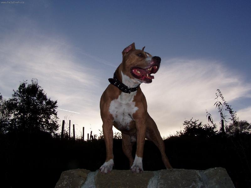 Foto: Americky stafordsirsky terier-Abristek