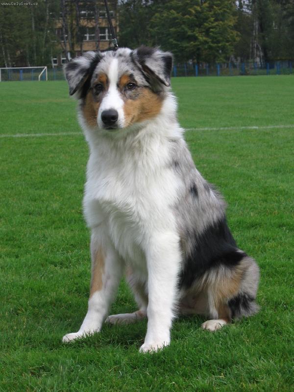 Find Healthy and Purebred Puppies from Responsible Breeder Mr n Mrs Pet German s