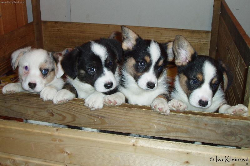 Foto: �t���tka Cardigani II - www.corgi.com.pl