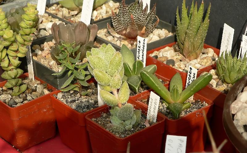 Foto: Fauk�rie & spol.-Moje rostlinky