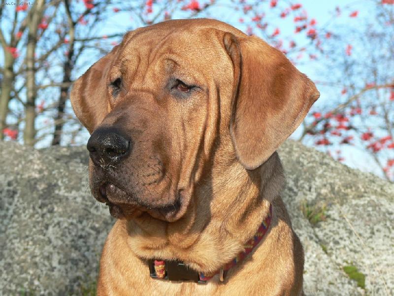 Foto: Ceythay Diamant severu-8 m�s�c�