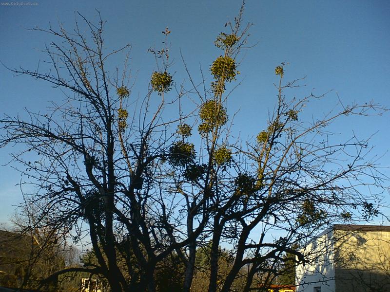 Foto: jmel� na m� zahrad�