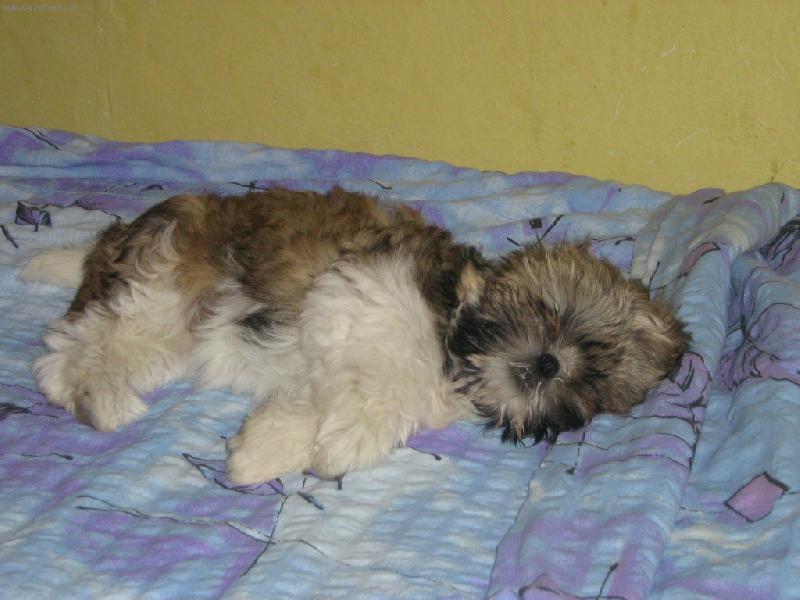 Foto: No tak dob�e, j� ti kousek uhnu...-Na�e zlat��ko Sindy...