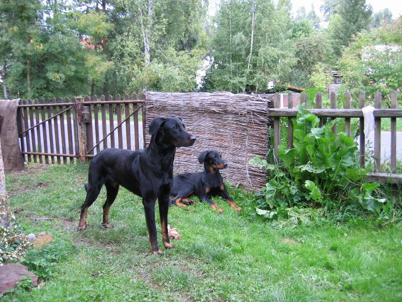 Foto: beauceroni-Beata Z Lhoteck� linie a Ave Fahave