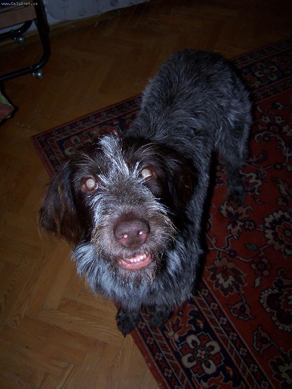 Foto: Gina od Dubov�ho Dvora