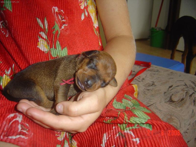 Foto: HOL�I�KA CELLERI-ANA