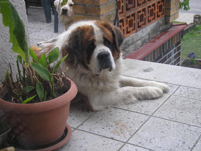 Foto: m�j pejs�nek Bohou�ek-nekou�e