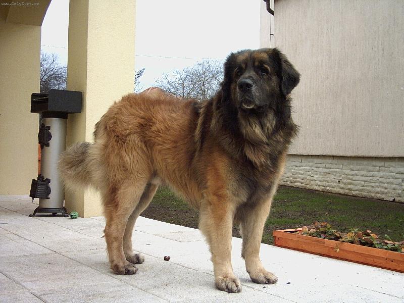 Foto: Leonberger-Artu� od Katovick�ho jezu