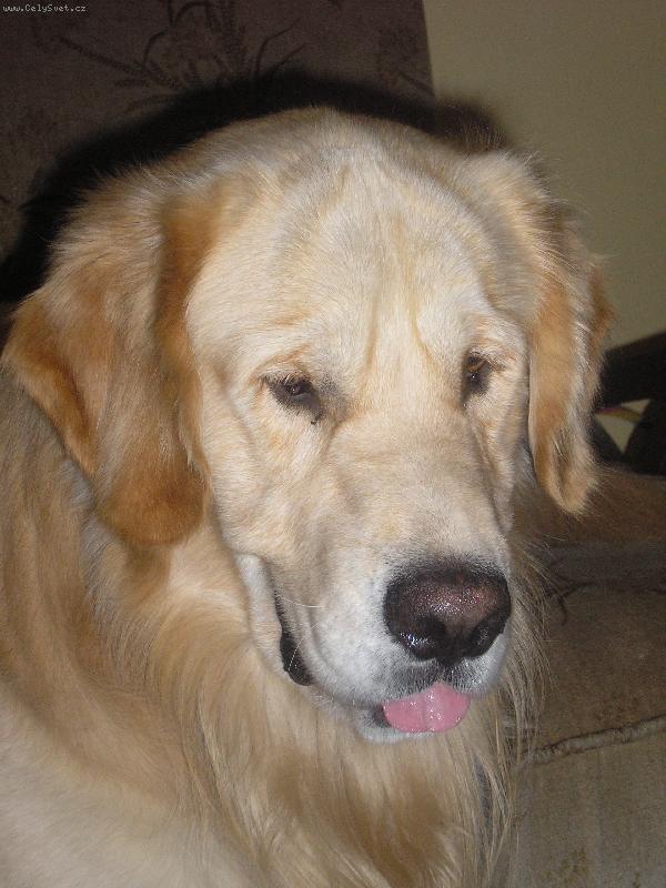 Foto: Shaggy-Mil��ek Shaggy