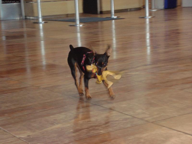 Foto: Molly a Pluto-Molly si hraje