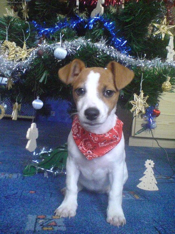 Foto: D�re�ek-Pod strome�kem d�re�ek:-)