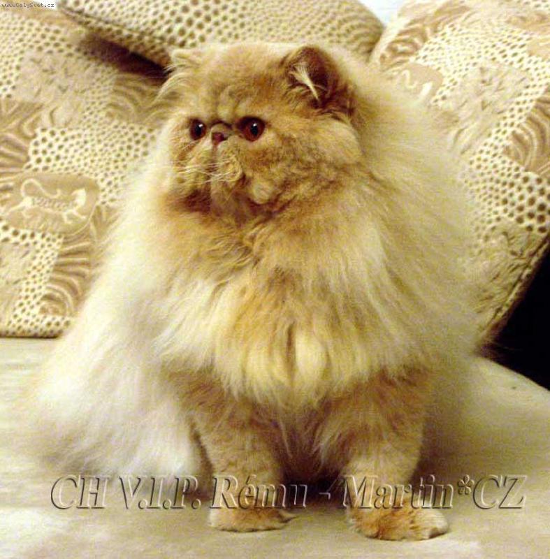 Foto: VIP R�mu-Martin*CZ-kr�mov� kocourek Vip�k