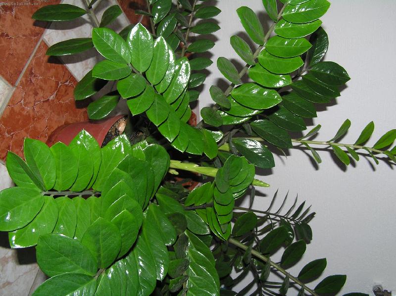 Foto: zelen� nezmar