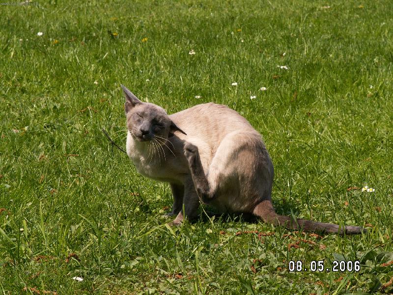 Foto: Gonzo (Whale �t�cha)-Gonzo (Whale �t�cha)