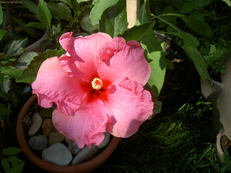 Foto: Ibi�ek ��nsk�