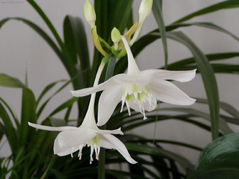 Foto: nezn�m� kr�ska-p�stujeme ji u� deset let a teprve te� zn�me jej� n�zev