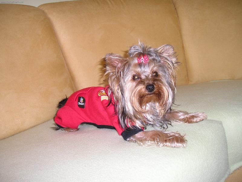 Foto: Fredy-Moj york��r Fre�ko