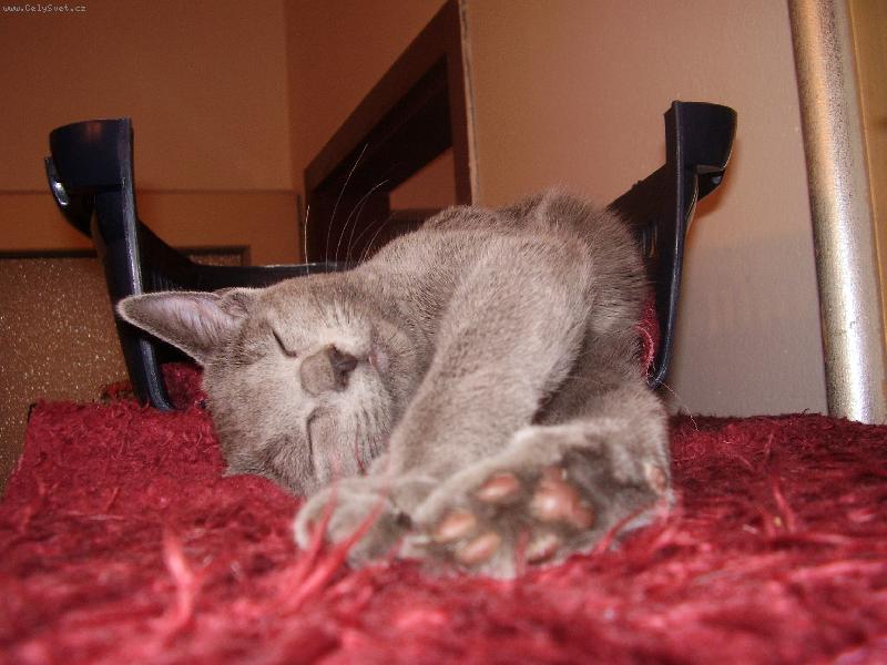 Foto: T��k jsem dlouh� :-)-Filinka