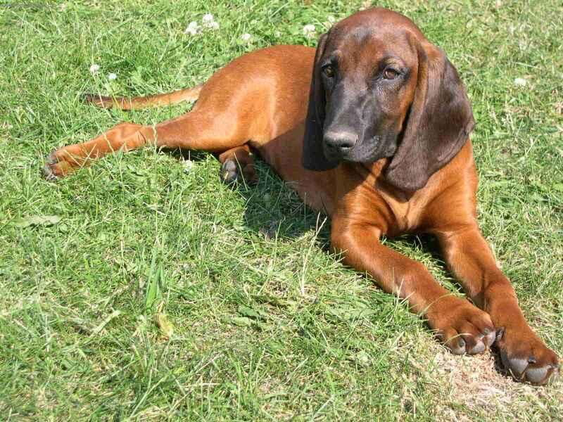 Foto: Carecek-mil��ek :-)