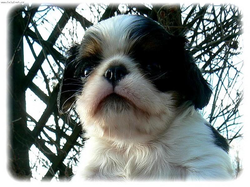 Foto: Dance for Ice ze Slunn� str�n�-6.t�denn� king��ek