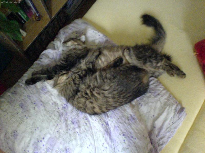 Foto: Dv� povaluj�c� se sibi�anky