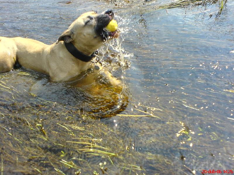 Foto: PitBull \"MAILO\"
