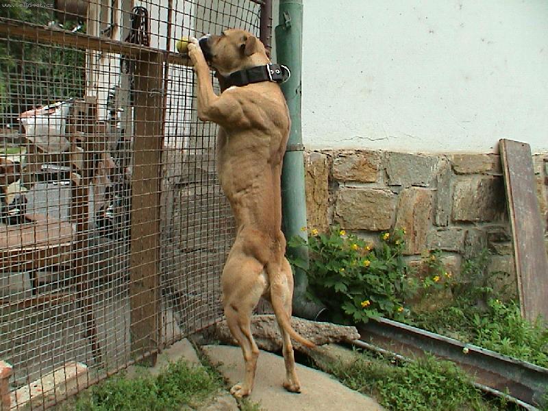 Foto: PitBull \"MAILO\"