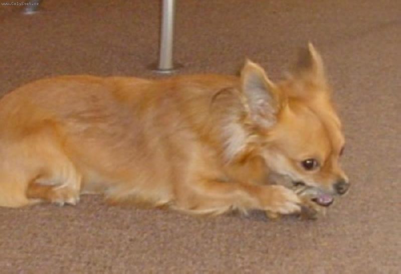 Foto: Ciko-Ta kosticka je vyborna:-)