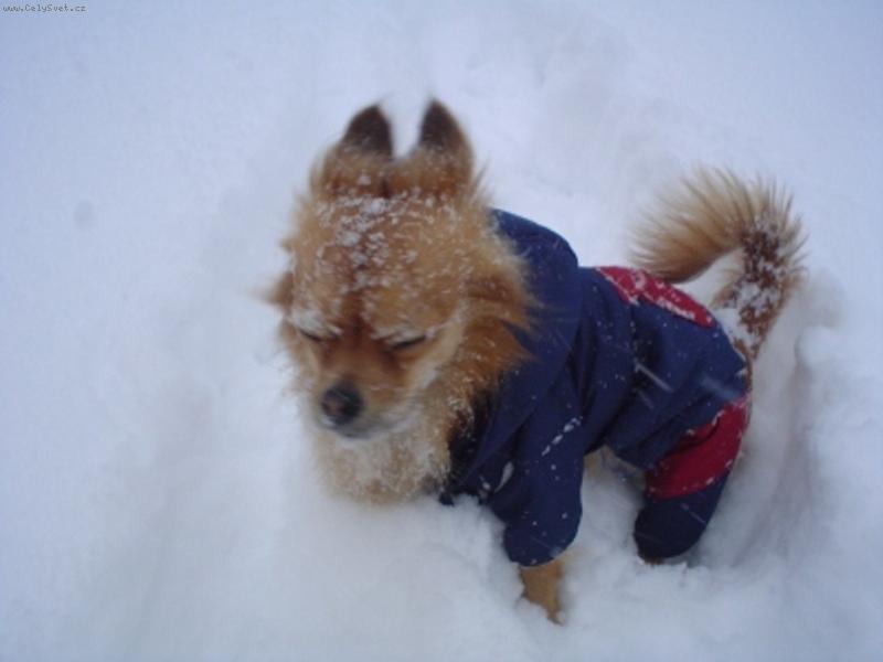 Foto: Ciko-Pomoooc,to studiii!!!:-)