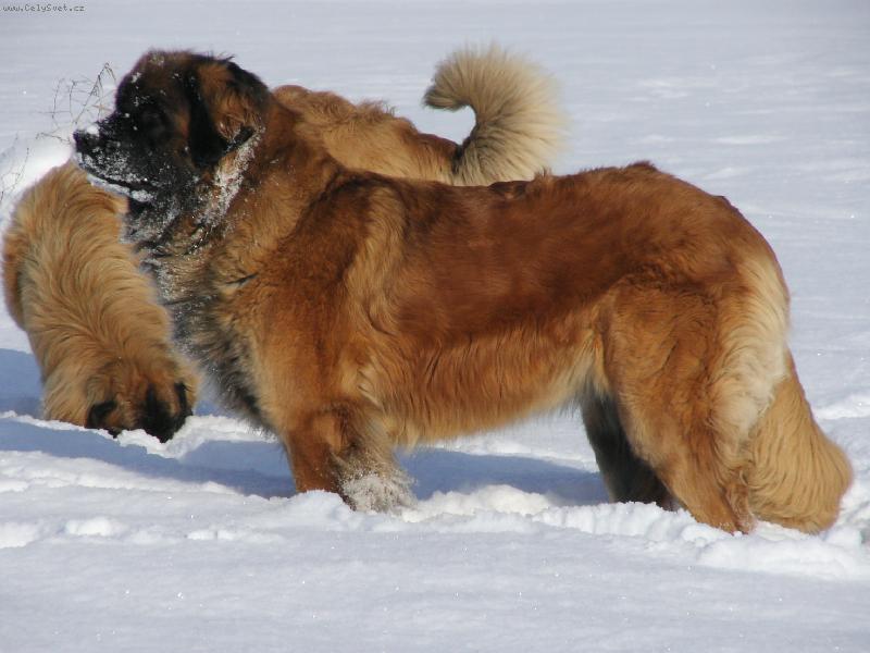 Foto: Bonnie B. Bora z Miloti�ek-Zima a leonberger