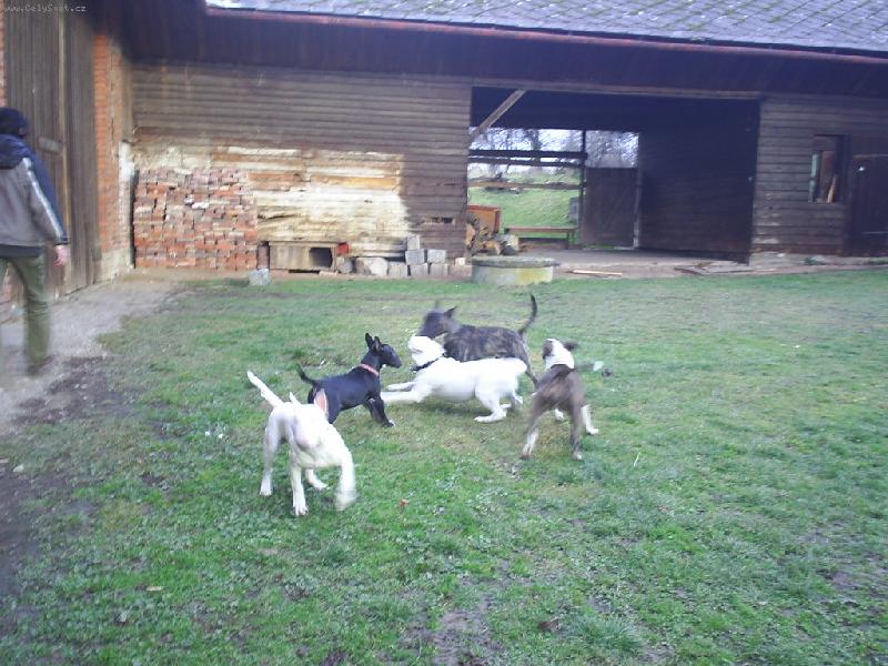 Foto: Danny, Ozzy,S�ra, Queena,Bul�k junior-Vesel� dov�d�n�...