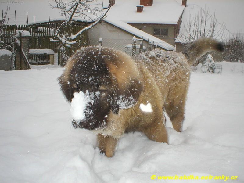 Foto: Kavkaz��ek Agb�ek