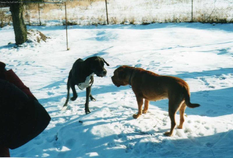 Foto: N�meck� a Bordeauxsk� doga