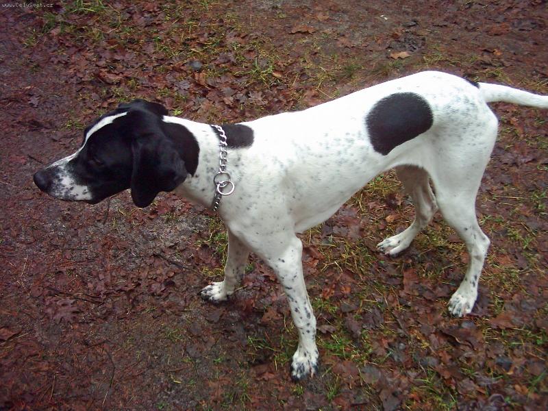 Foto: Snoopy-Snoopy 7 m�s�c�-v lese