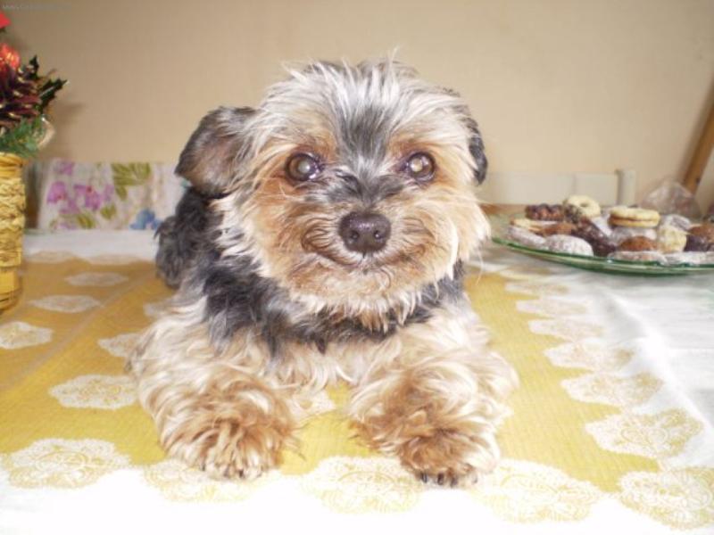 Foto: �sm�v-Brus je ps�k k pohled�n�