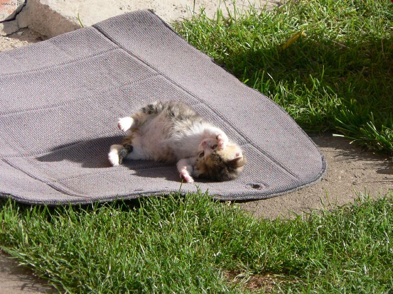 Foto: zaslou�en� siesta po vydatn�m ob�du