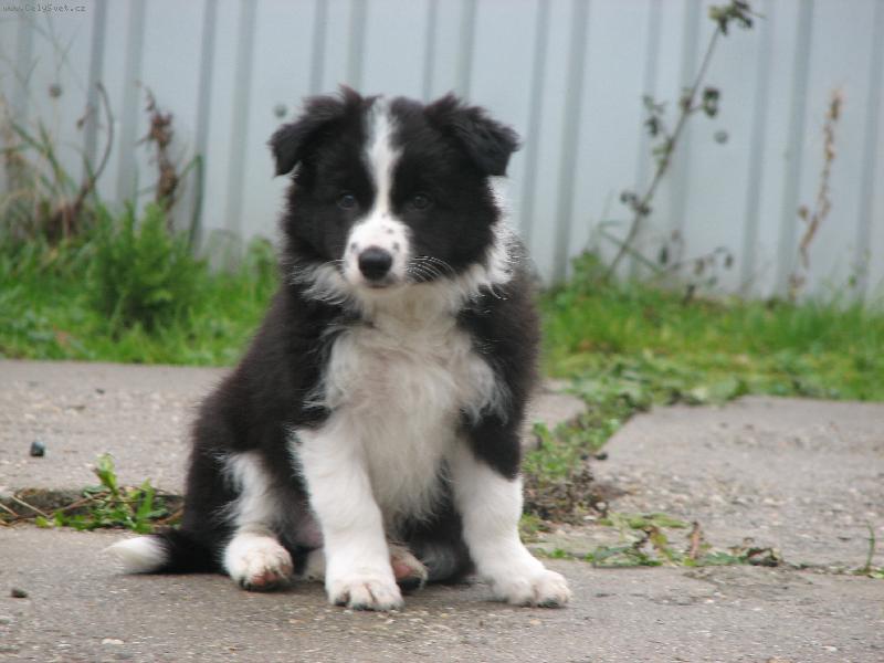 Foto: Merlin-malinkej Merlin