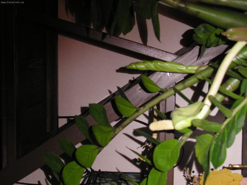 Foto: KVETOUC� ZAMIOKULKAS