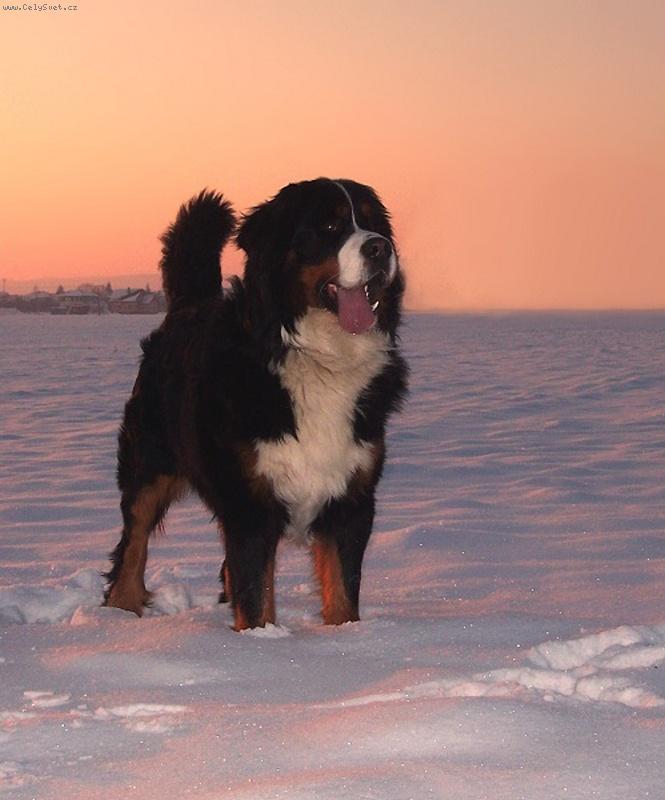 Foto: BERNIE- miluje sn�h