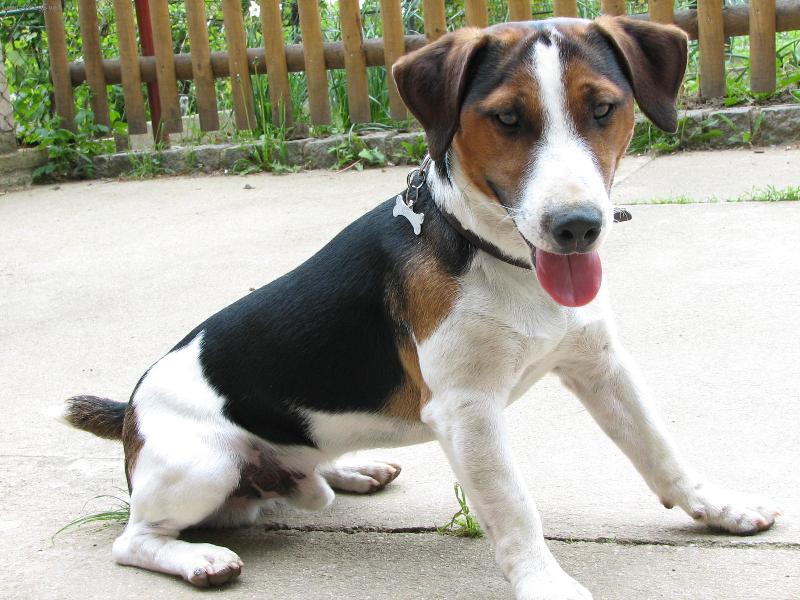 Foto: To je nas chytry Hugo:-)