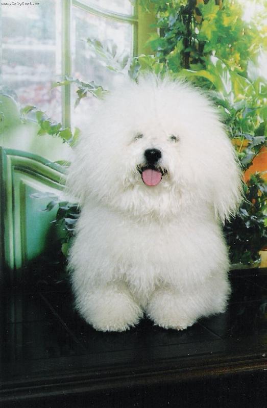 Foto: Hl�d�m-Derrick Canis Bohemia