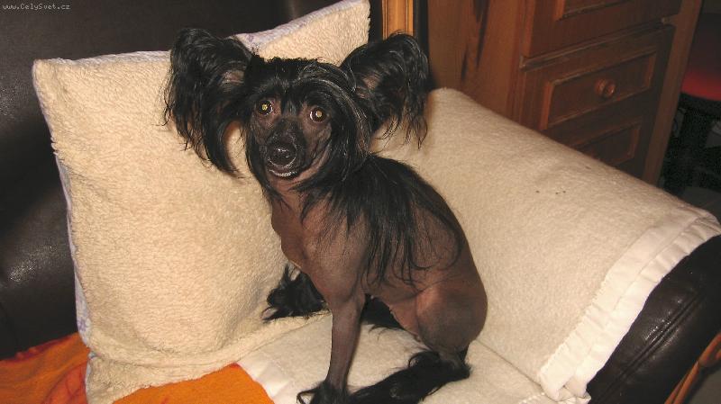 Foto: �ern� krasavice