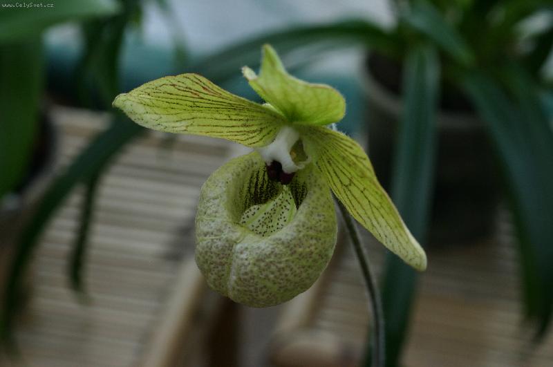 Foto: ve Fata Morgana