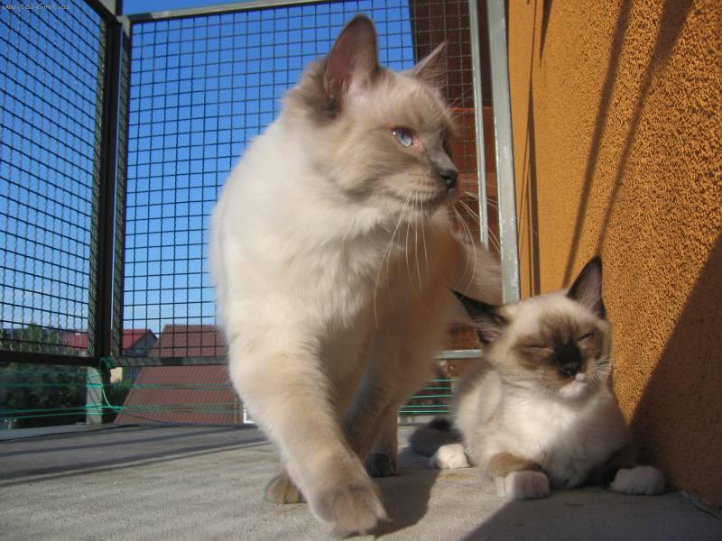 Foto: Happy de Borgione-Happy se rad�ji opaluje :-)))