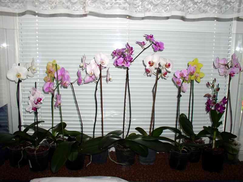 Foto: Moj zaciatok s orchideami