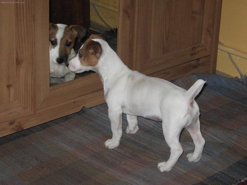 Foto: Vincent-Zrcadlo, zrcadlo...??