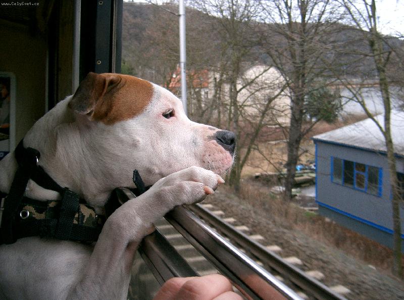 Foto: ve vlaku